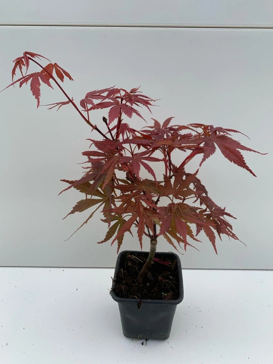 Japanese Maple | Acer Palmatum 'Skeeters Broom' 1G