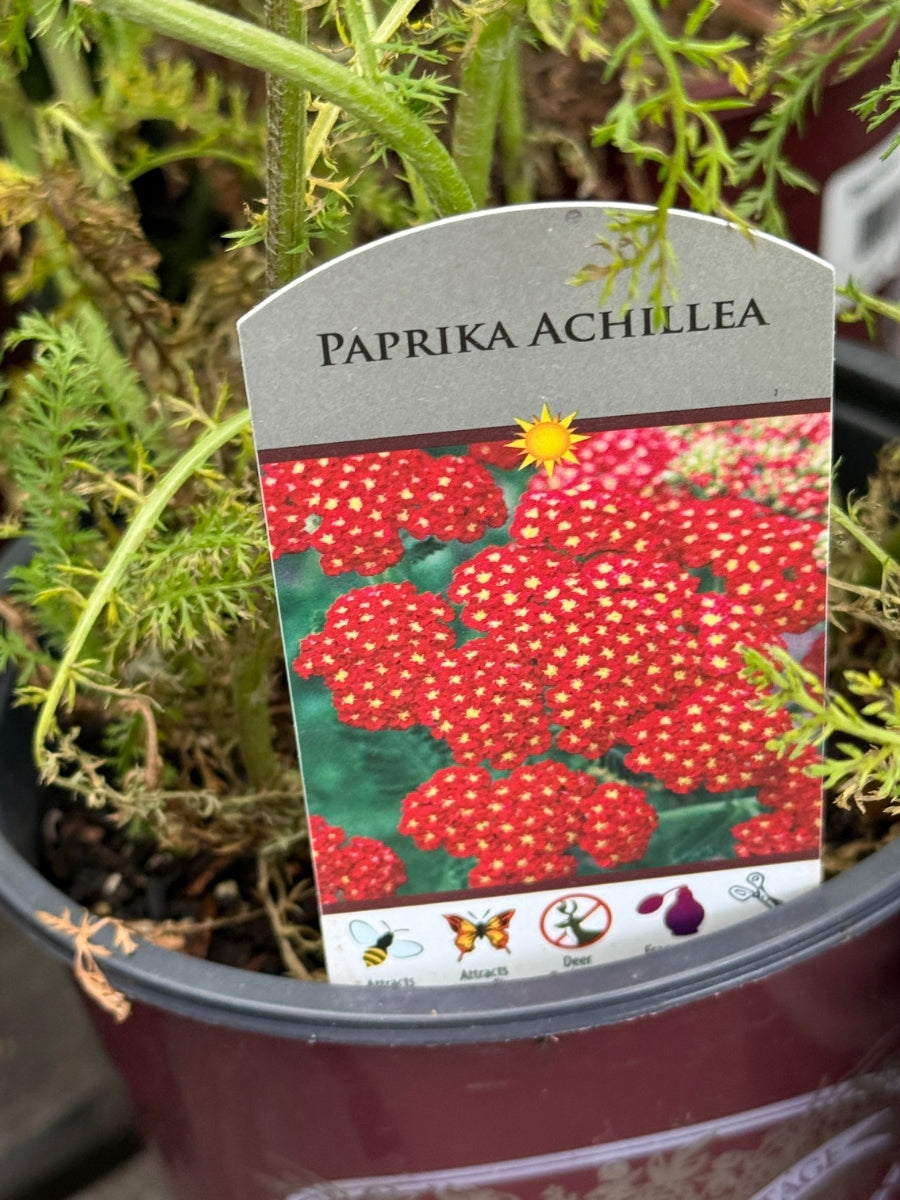 Achillea Yarrow 'Paprika' 1G