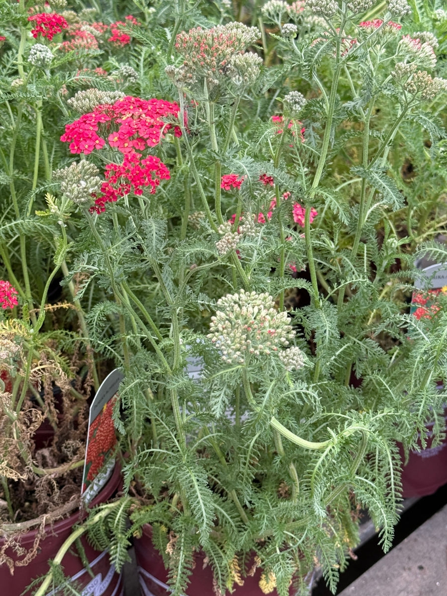 Achillea Yarrow 'Paprika' 1G