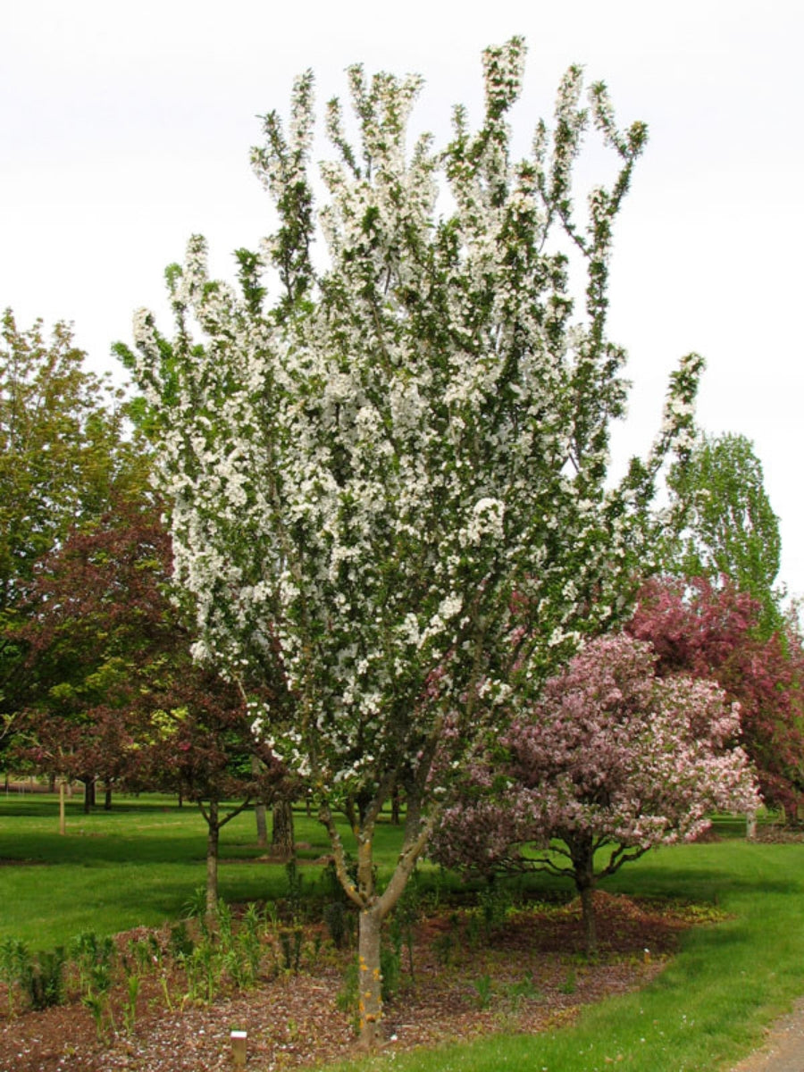 Malus 'Adirondack' Flowering Crabapple