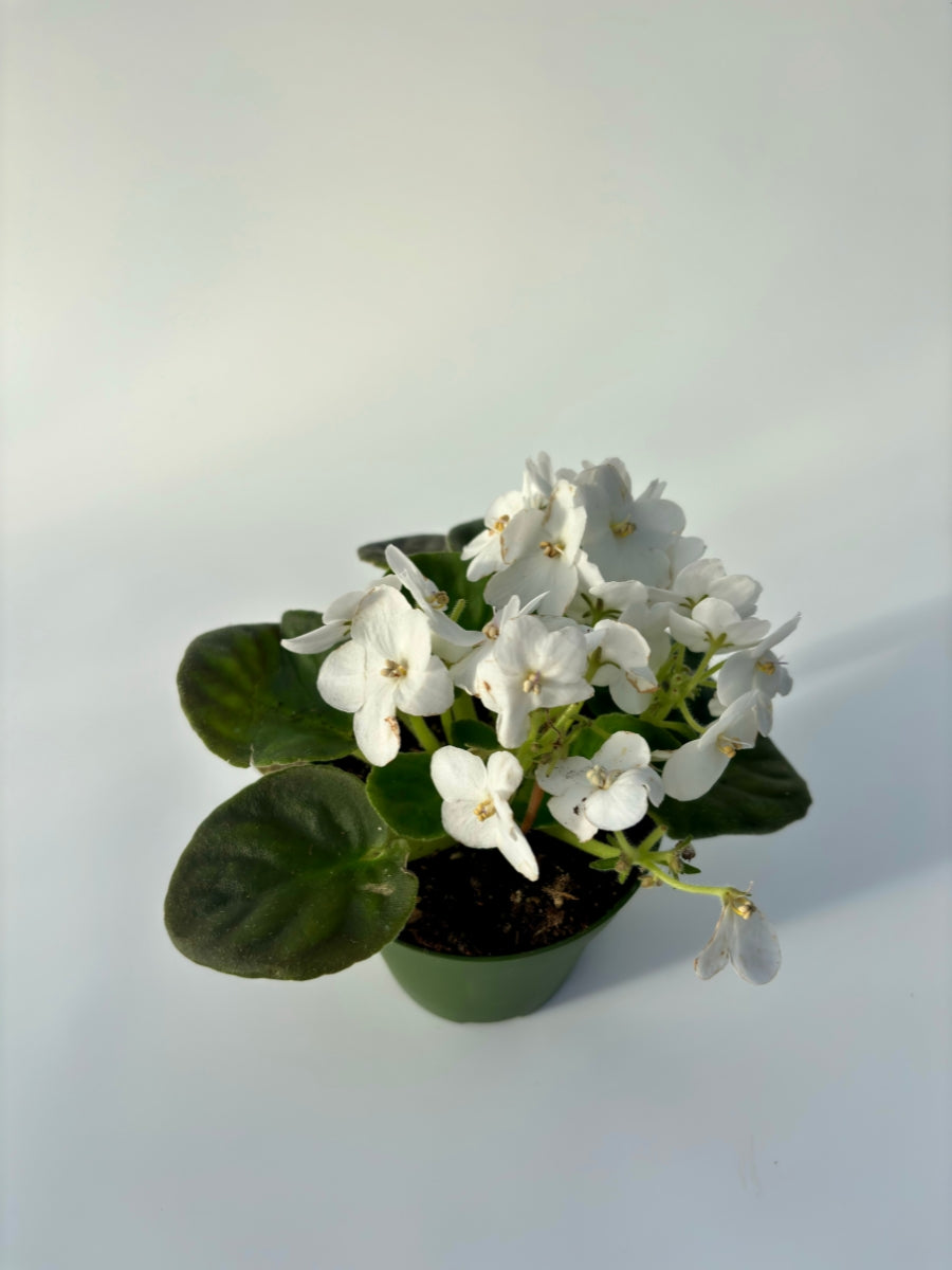 African Violet 4''