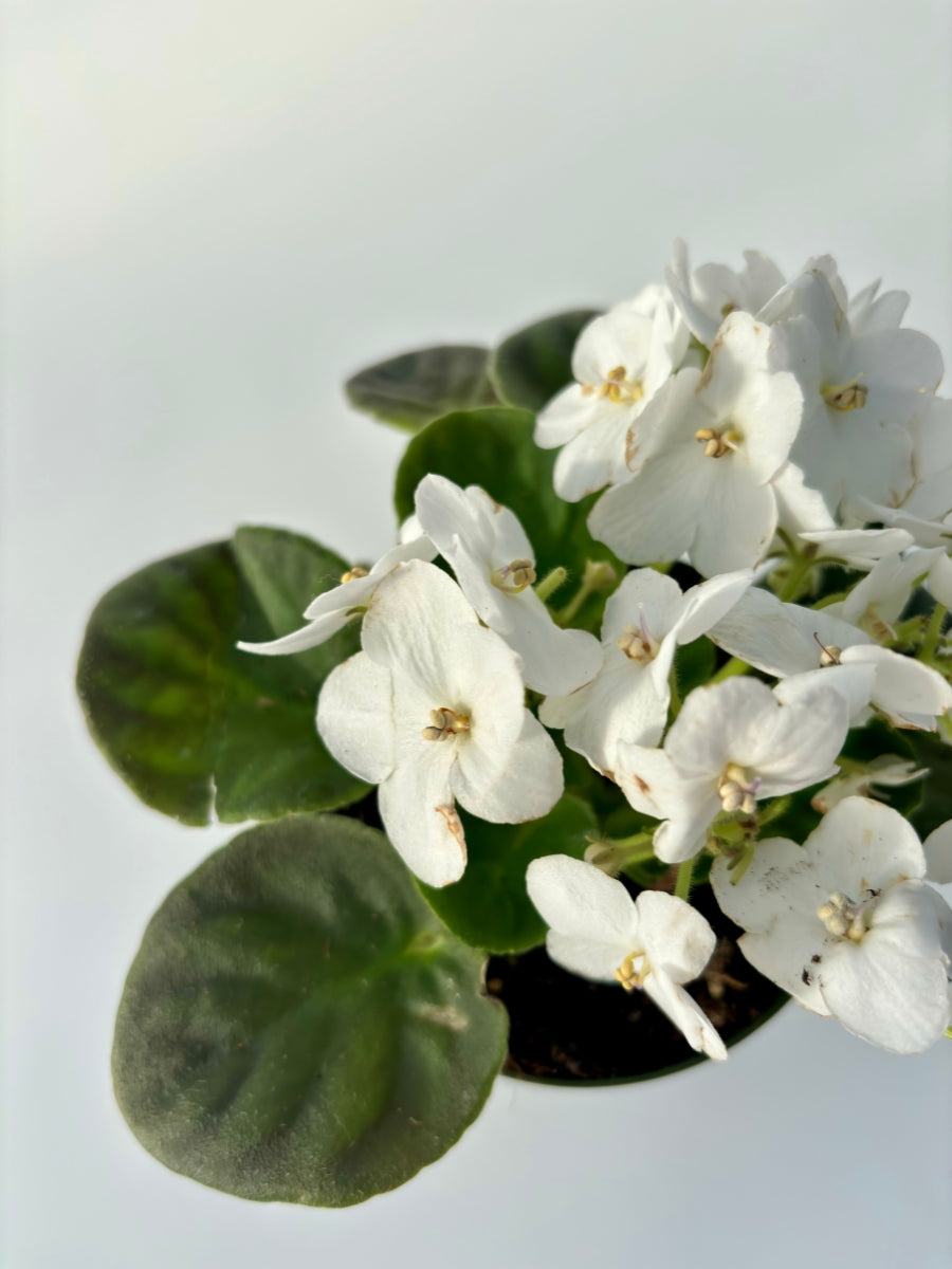 African Violet 4''