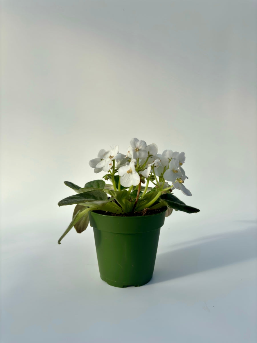 African Violet 4''