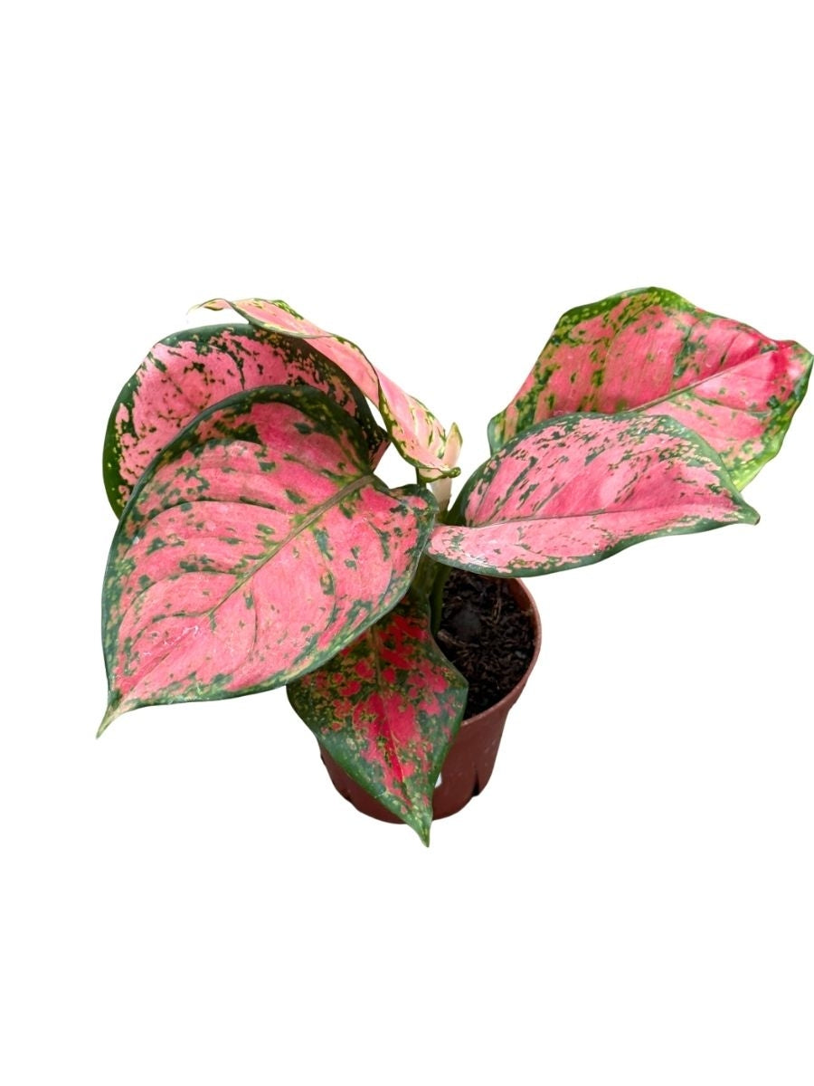pink valentine aglaonema Aglaonema Valentine – Watson's Greenhouse