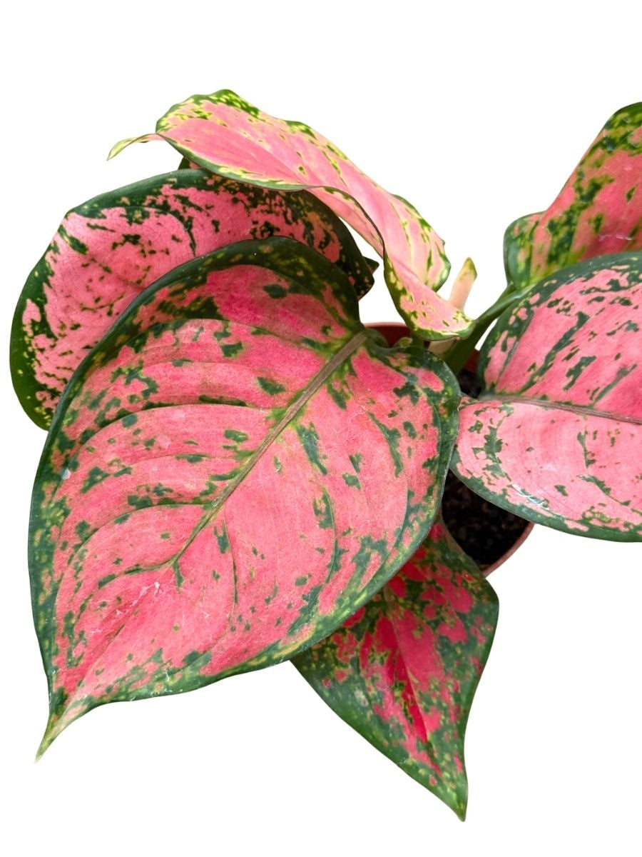 aglaonema lady valentine favonian Aglaonema Valentine – Watson's Greenhouse