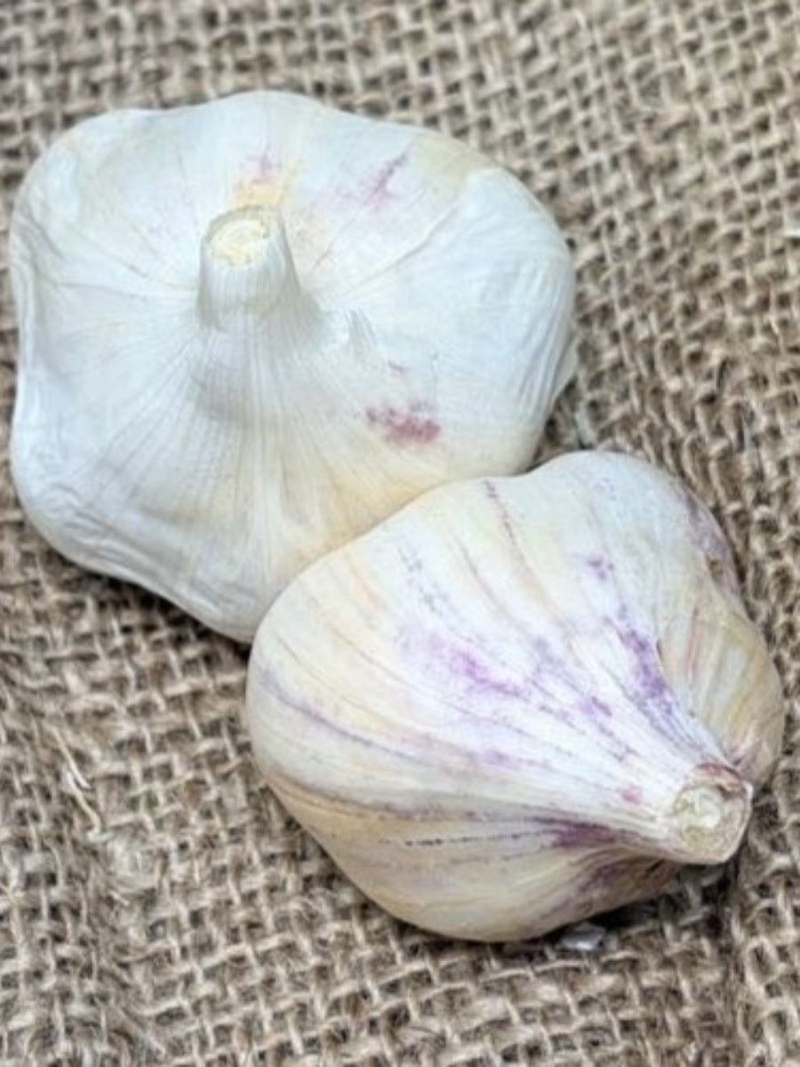 Garlic Softneck 'Aglio Blanco' - Edible bulb