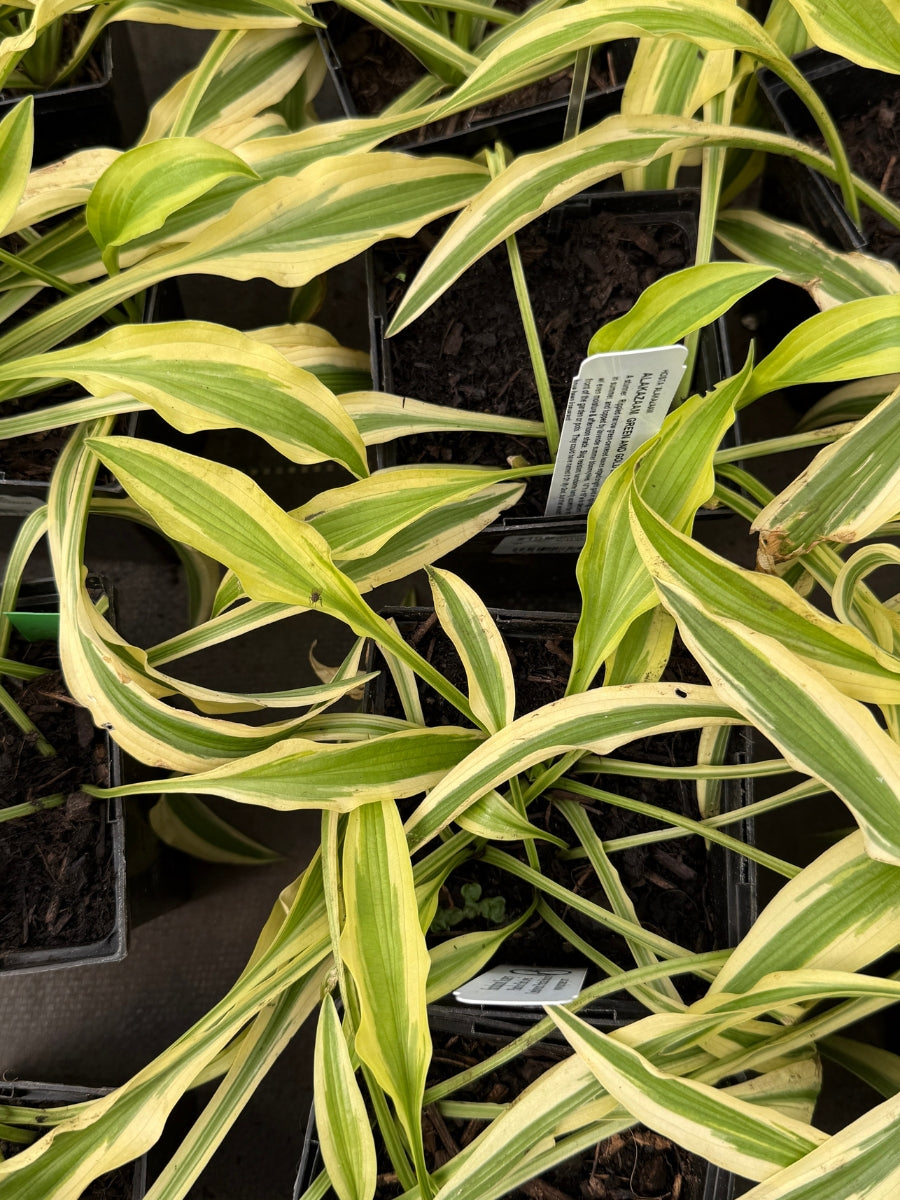 Hosta 'Alakazaam' Qt.