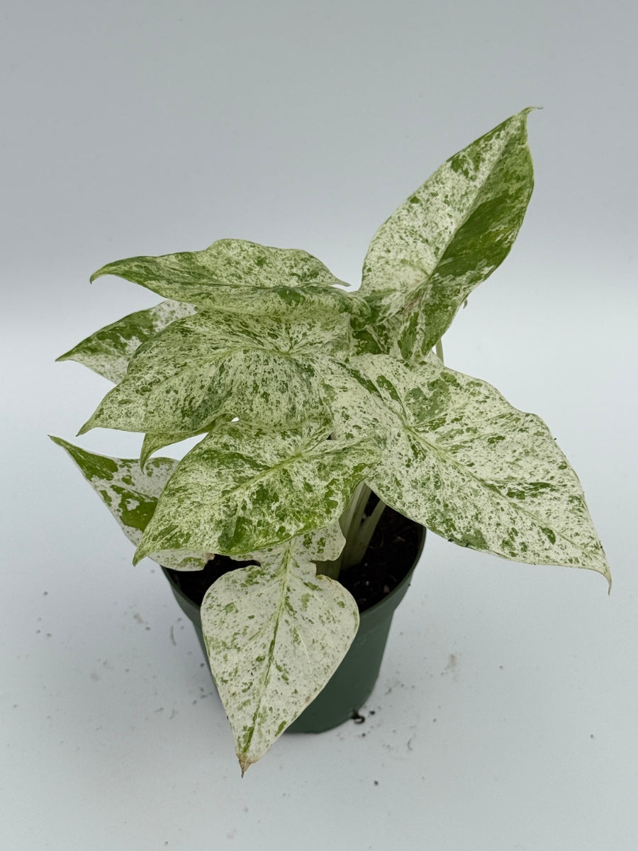 Alocasia 'Blizzard' 4''