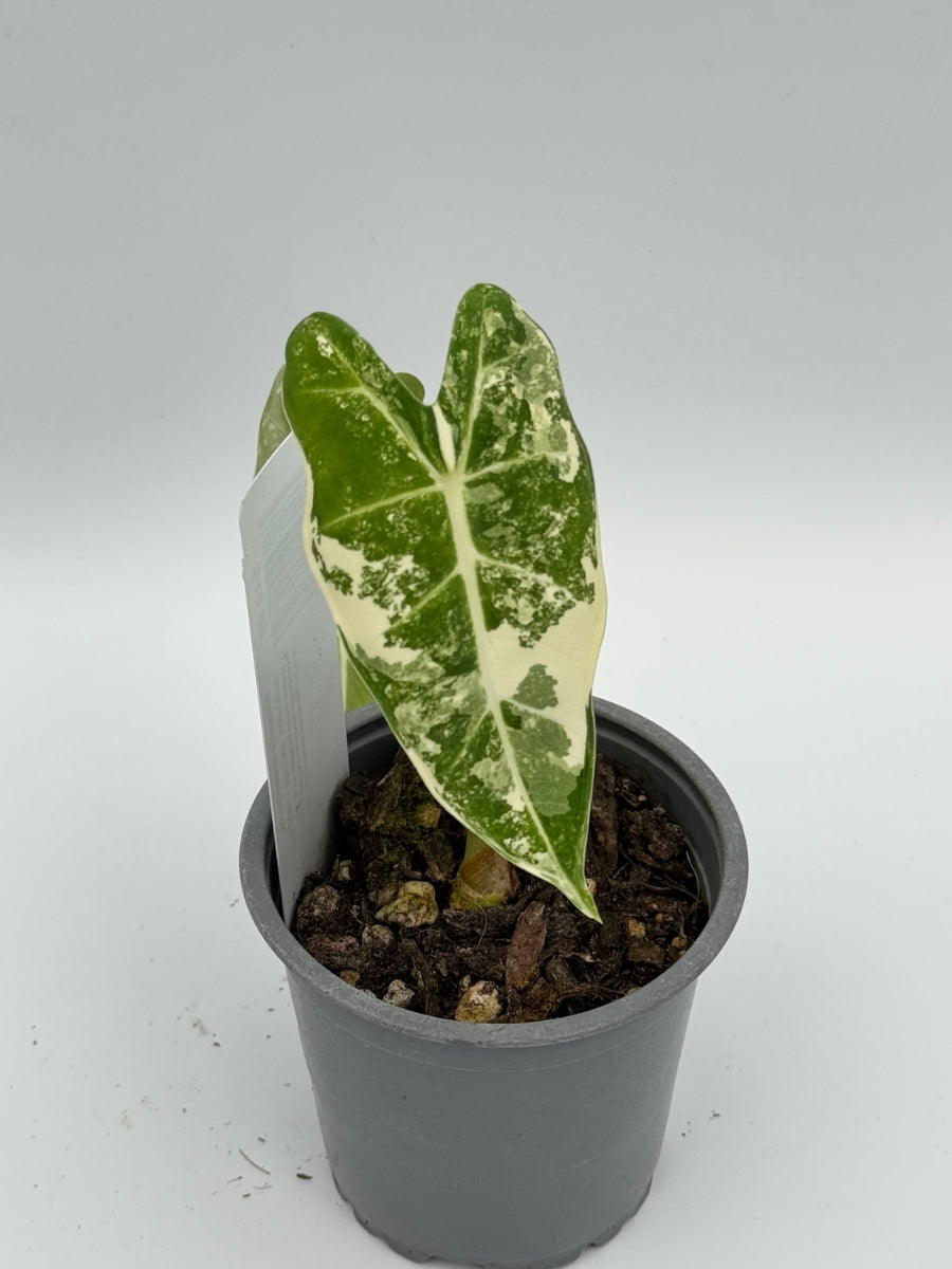 Alocasia Frydek Variegated 4''