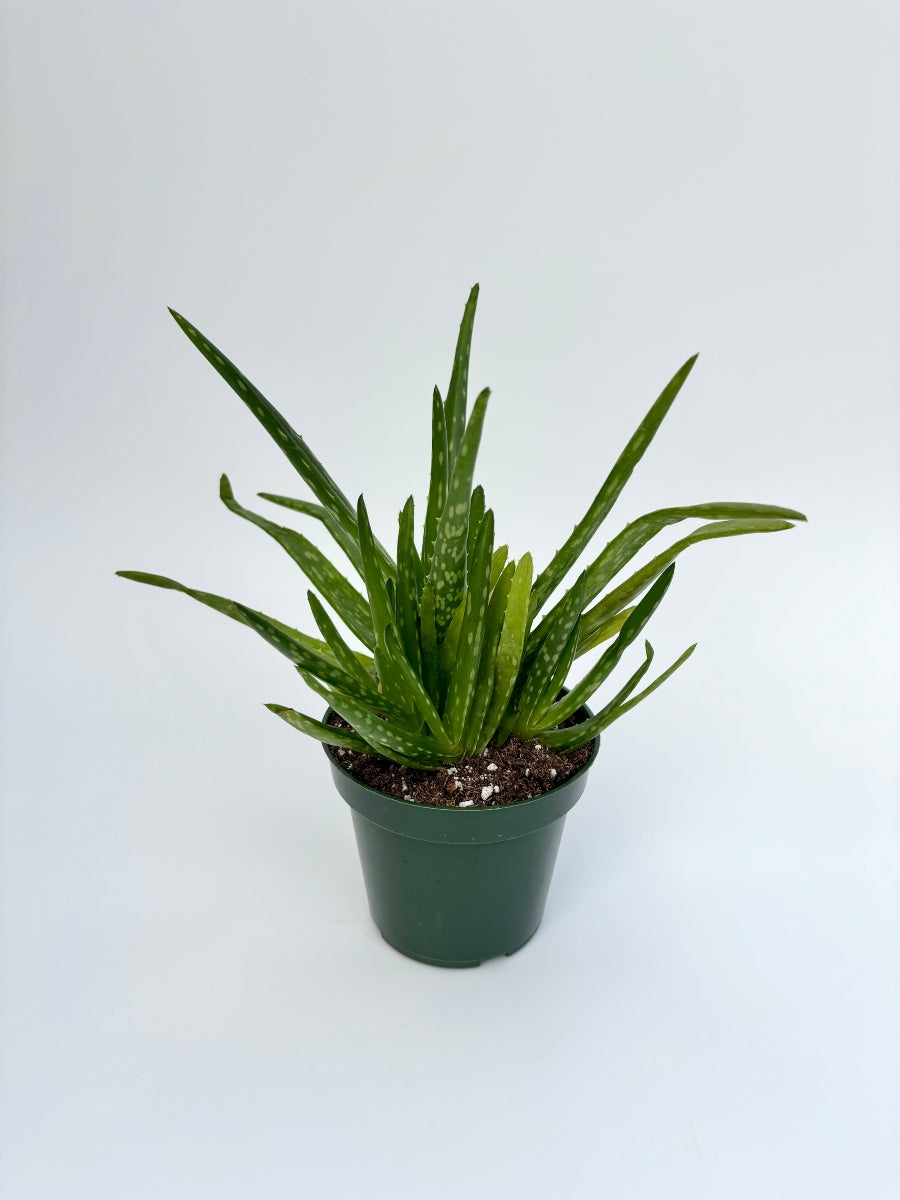 Aloe Vera Plant Nursery 4