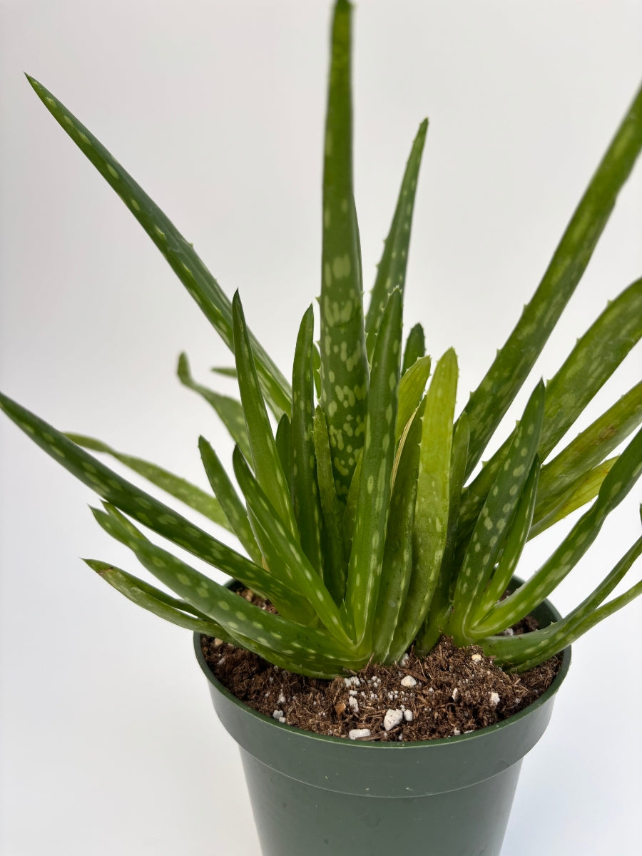 where to buy aloe vera plant in store Aloe Vera 4"