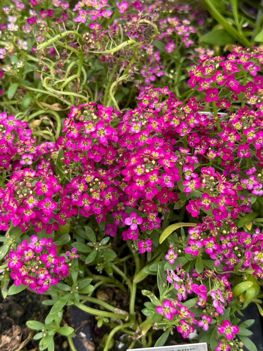Alyssum Wonderland Rose Pack