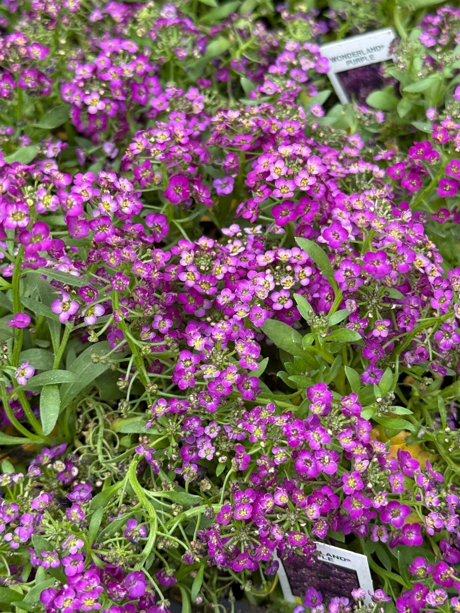 Alyssum Wonderland Purple Pack