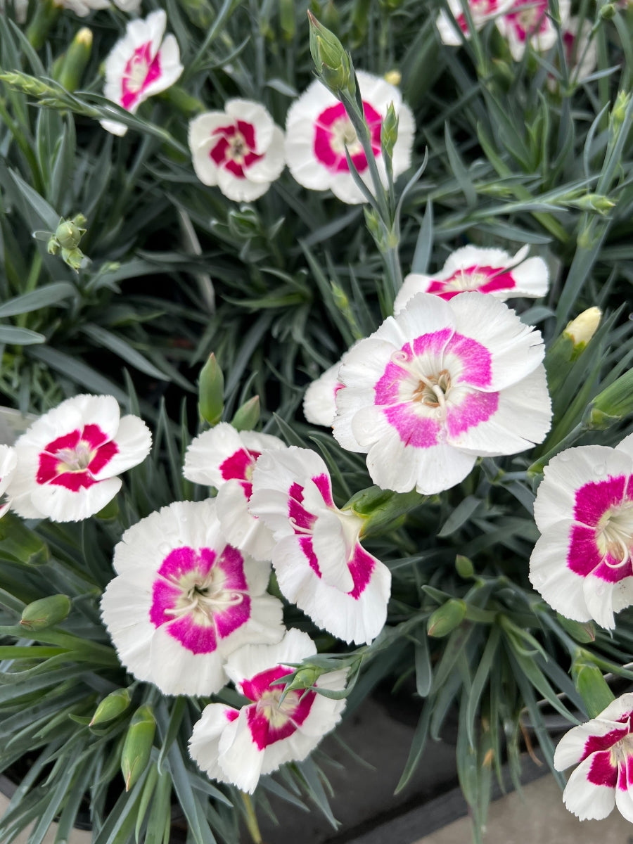 Dianthus American Pie® 'Berry à la Mode' 1G