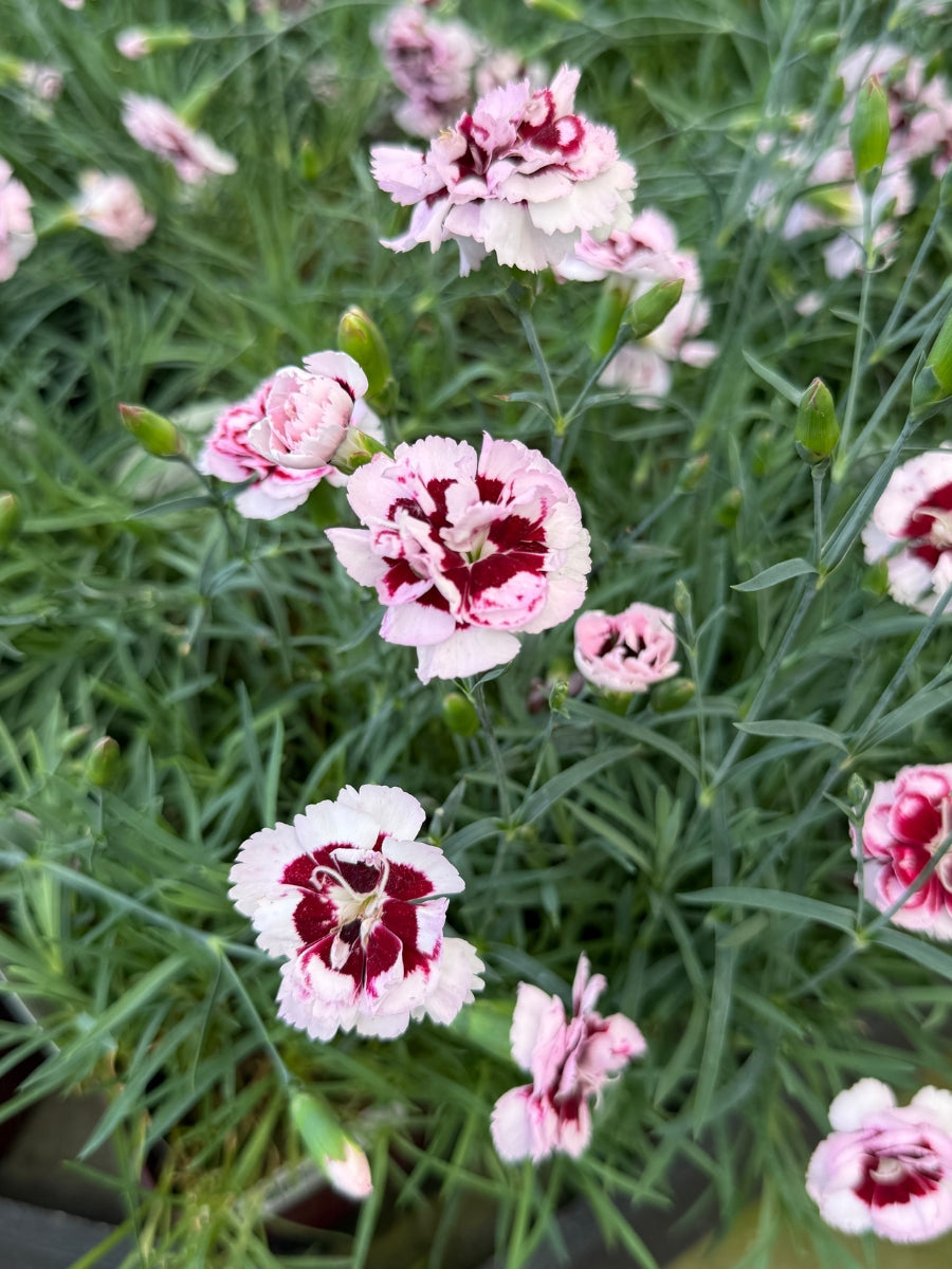 Dianthus 'Angel of Enlightenment' Qt.