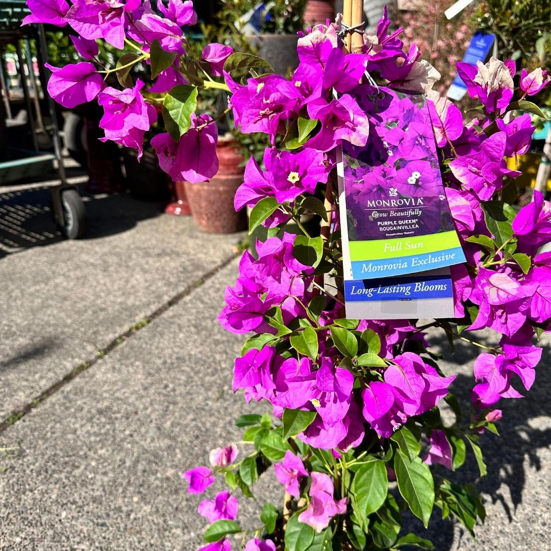 Bougainvillea 'Purple Queen®' 1G