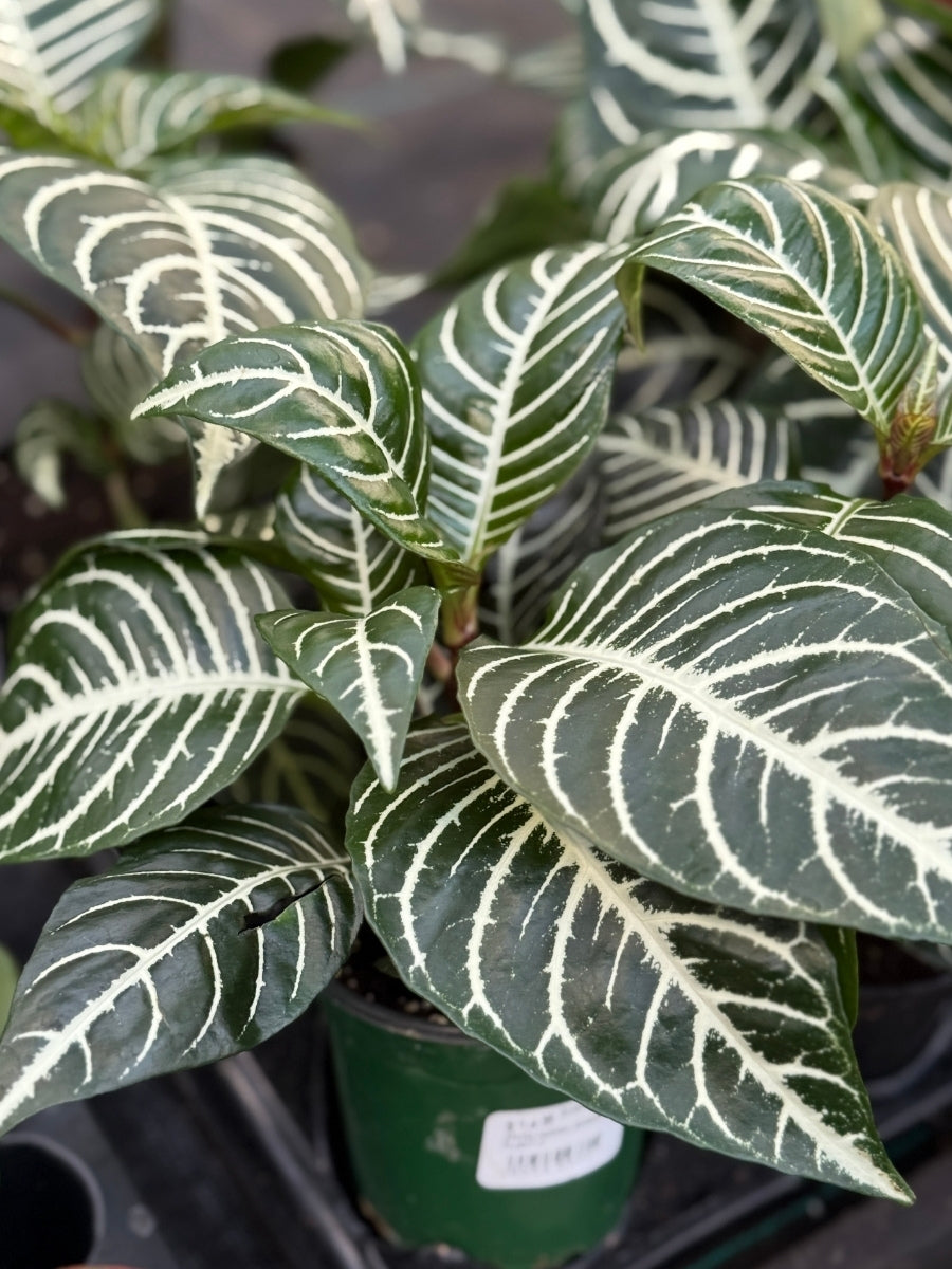Aphelandra Zebra Plant