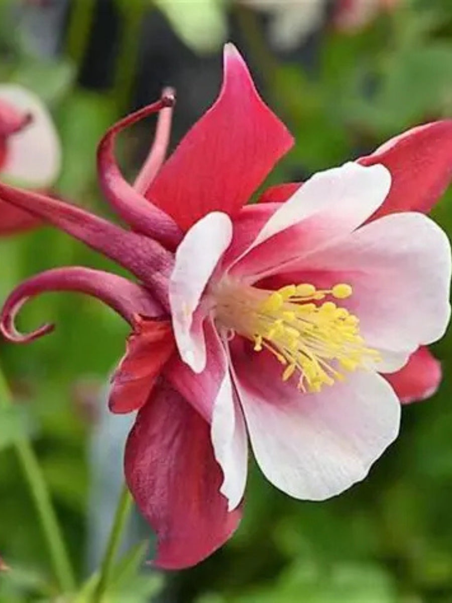 Aquilegia 'Early Bird Red/White' Qt.