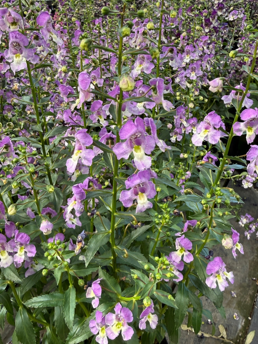 Angelonia 'Archangel Blue Bicolor' 1G