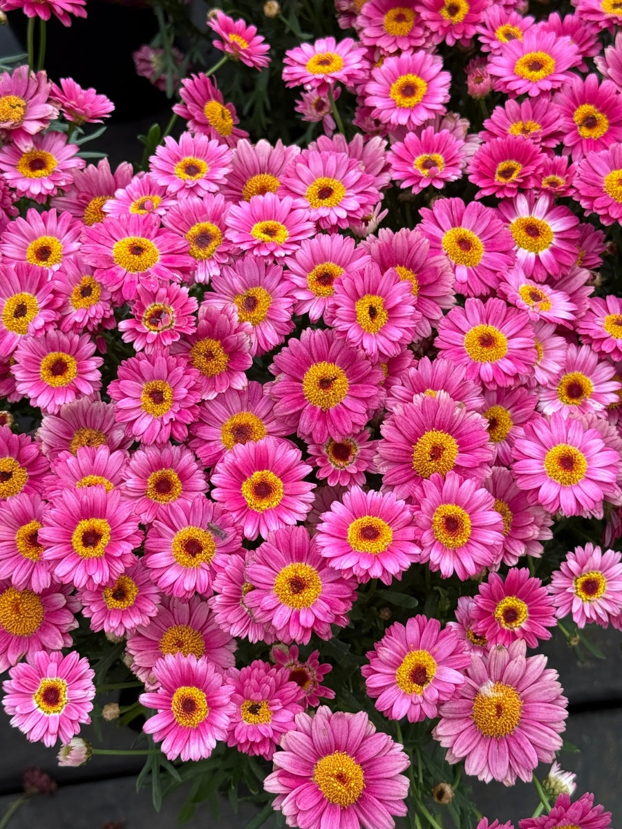 Marguerite Aramis 'Dark Rose' Qt.