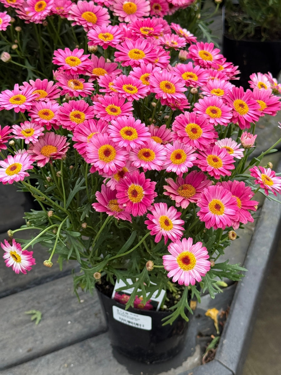 Marguerite Aramis 'Dark Rose' Qt.