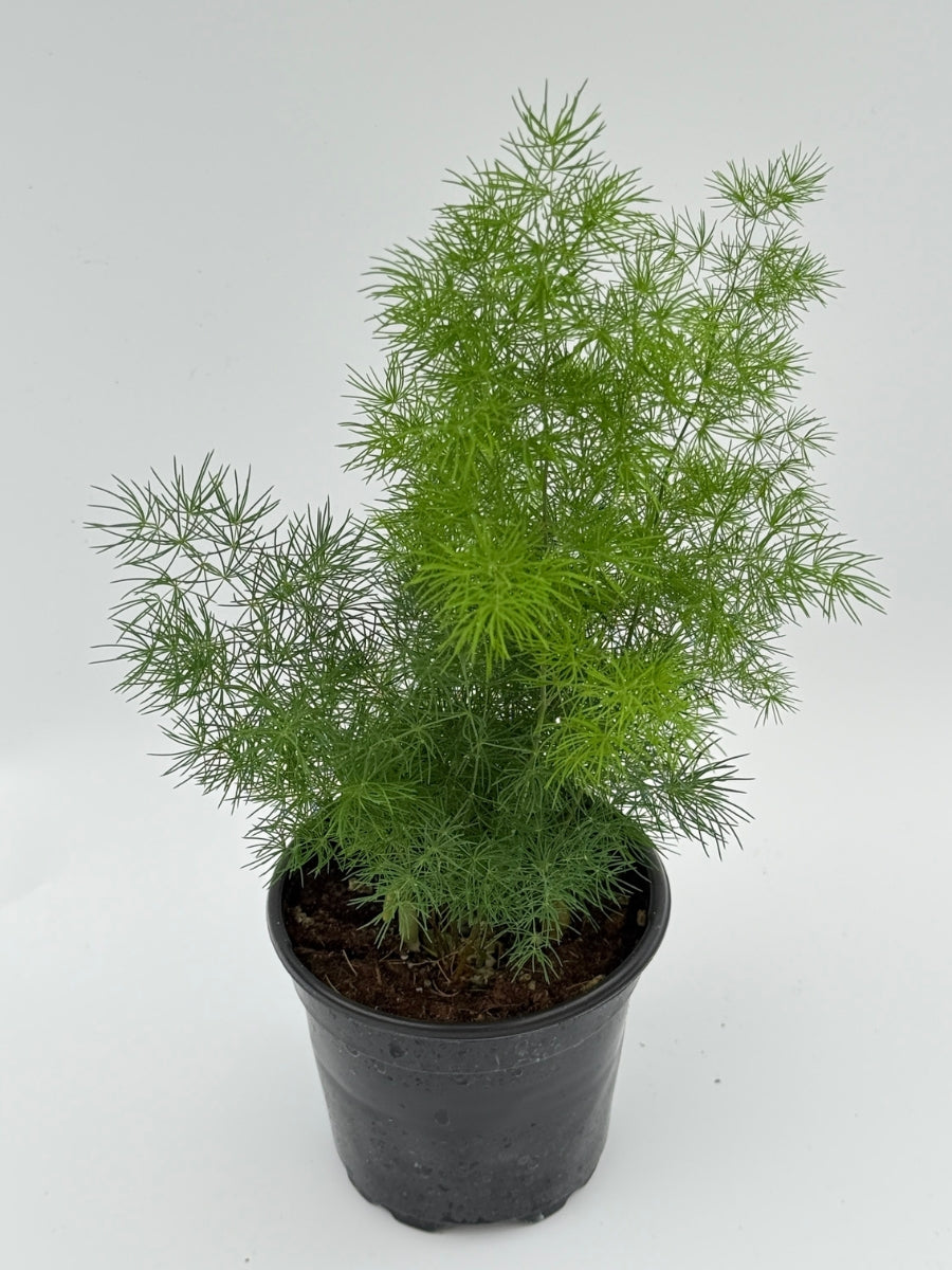 Asparagus Fern 4"