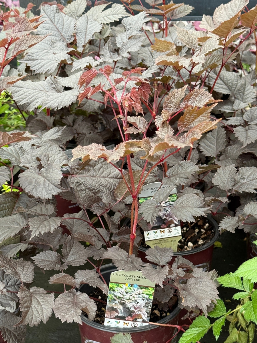 Astilbe 'Chocolate Shogun' 1G