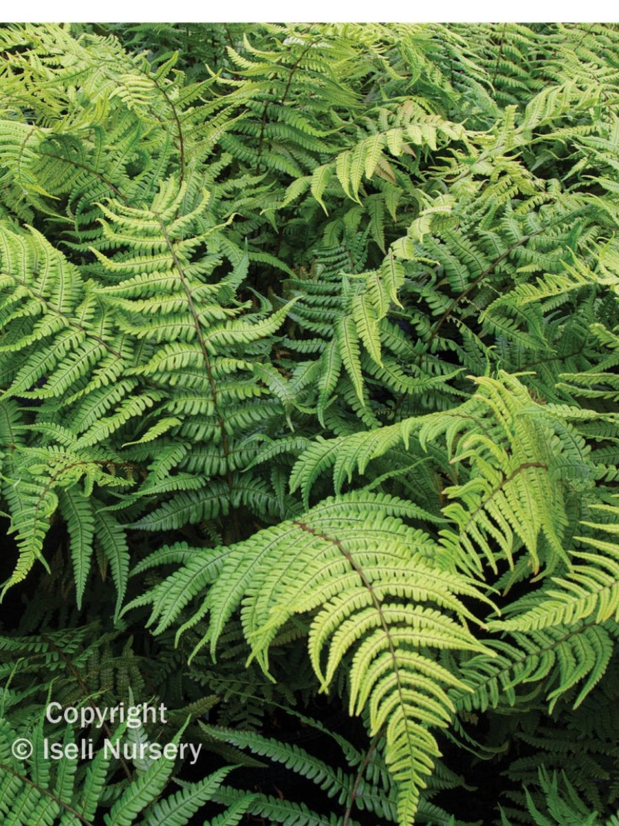Jurassic Gold Alpine Wood Fern Qt.