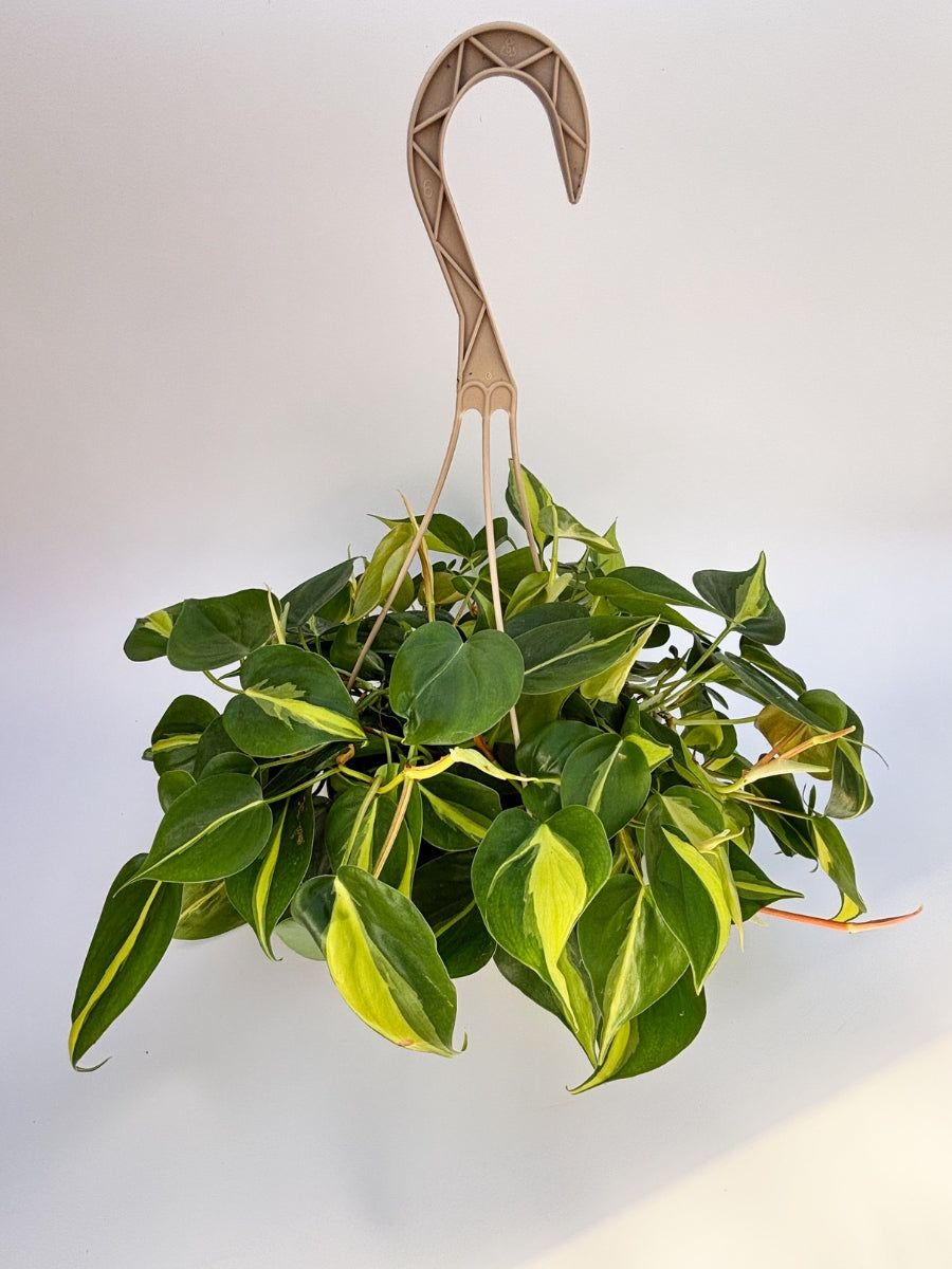 philodendron gabby vs cream splash Philodendron hederaceum 'Gabby'