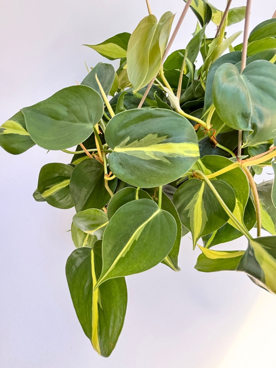 brasil heartleaf philodendron Philodendron ‘Brasil’ 8"