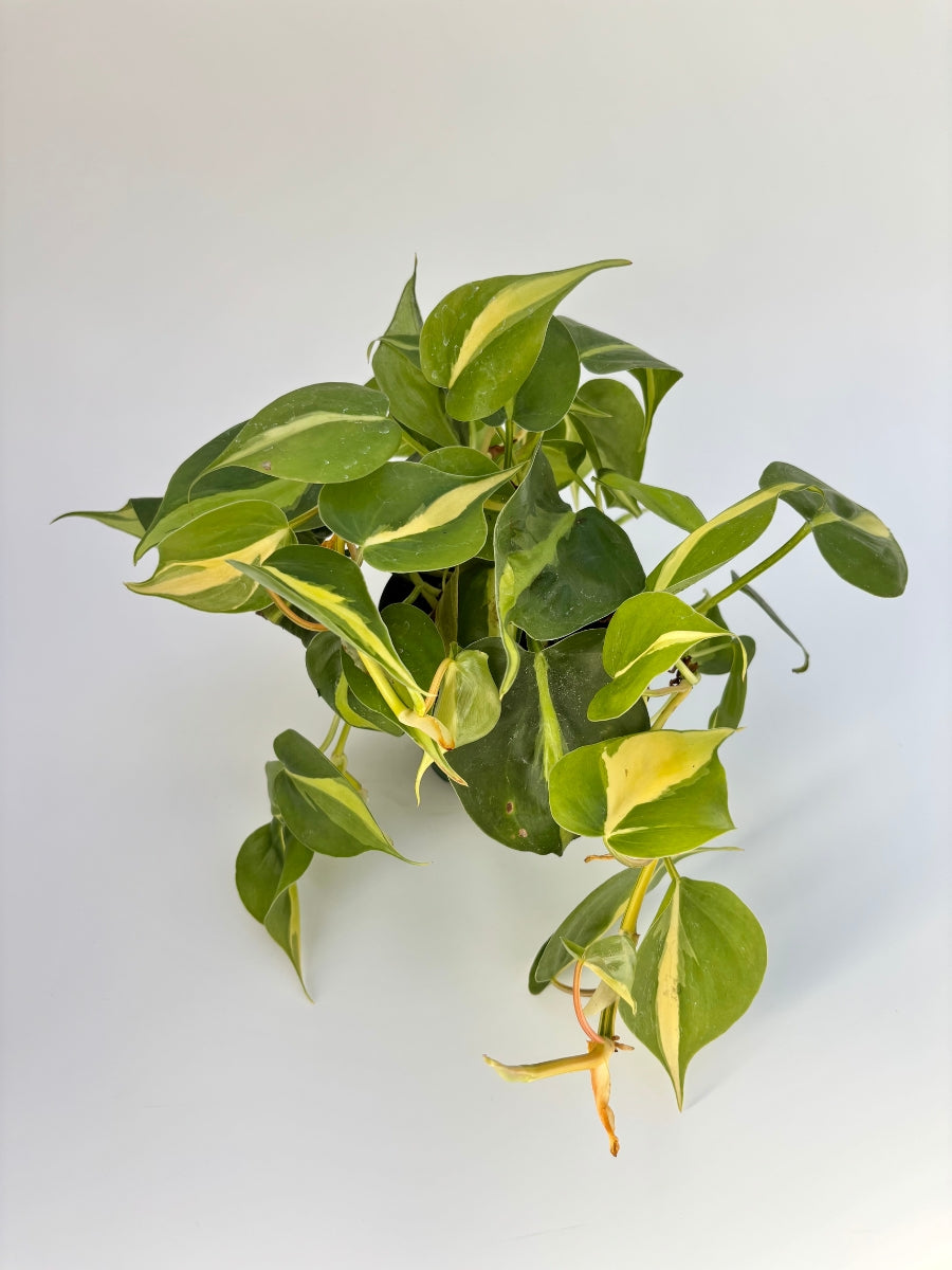 philodendron brasil mature Philodendron Brazil – 4" Potted Heartleaf Philodendron | Easy-Care Trailing Indoor Plant | Elegant Philodendron Scandens