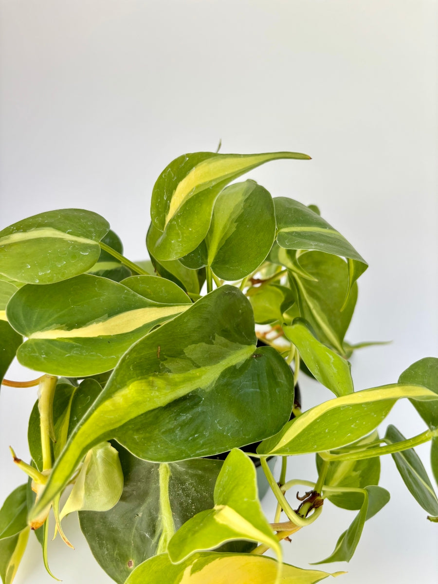 Philodendron 'Brasil' 4