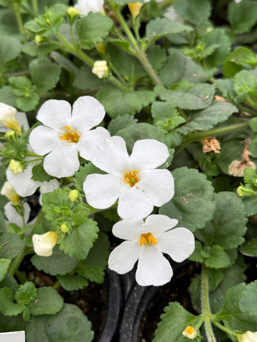 Bacopa 'Scopia Gulliver White' 4''