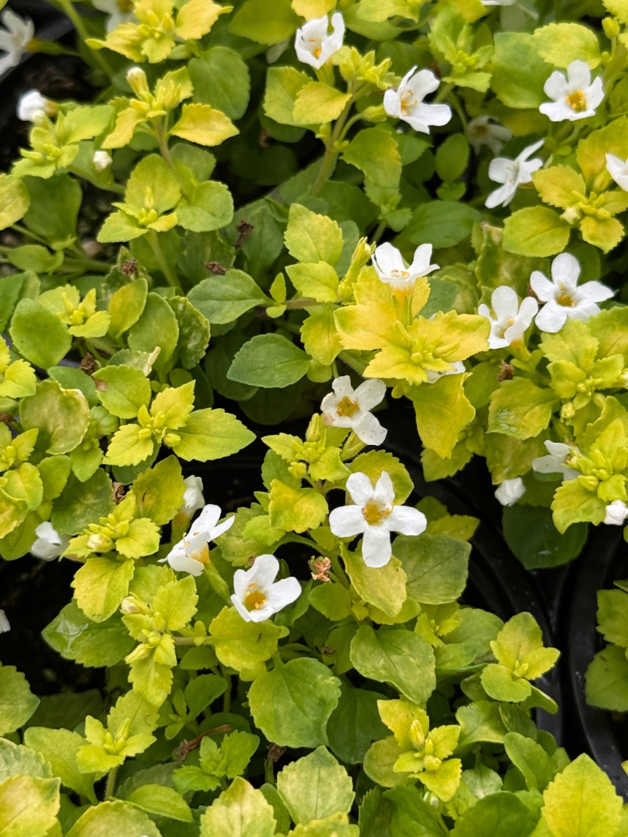 Bacopa Golden Leaves White 4”