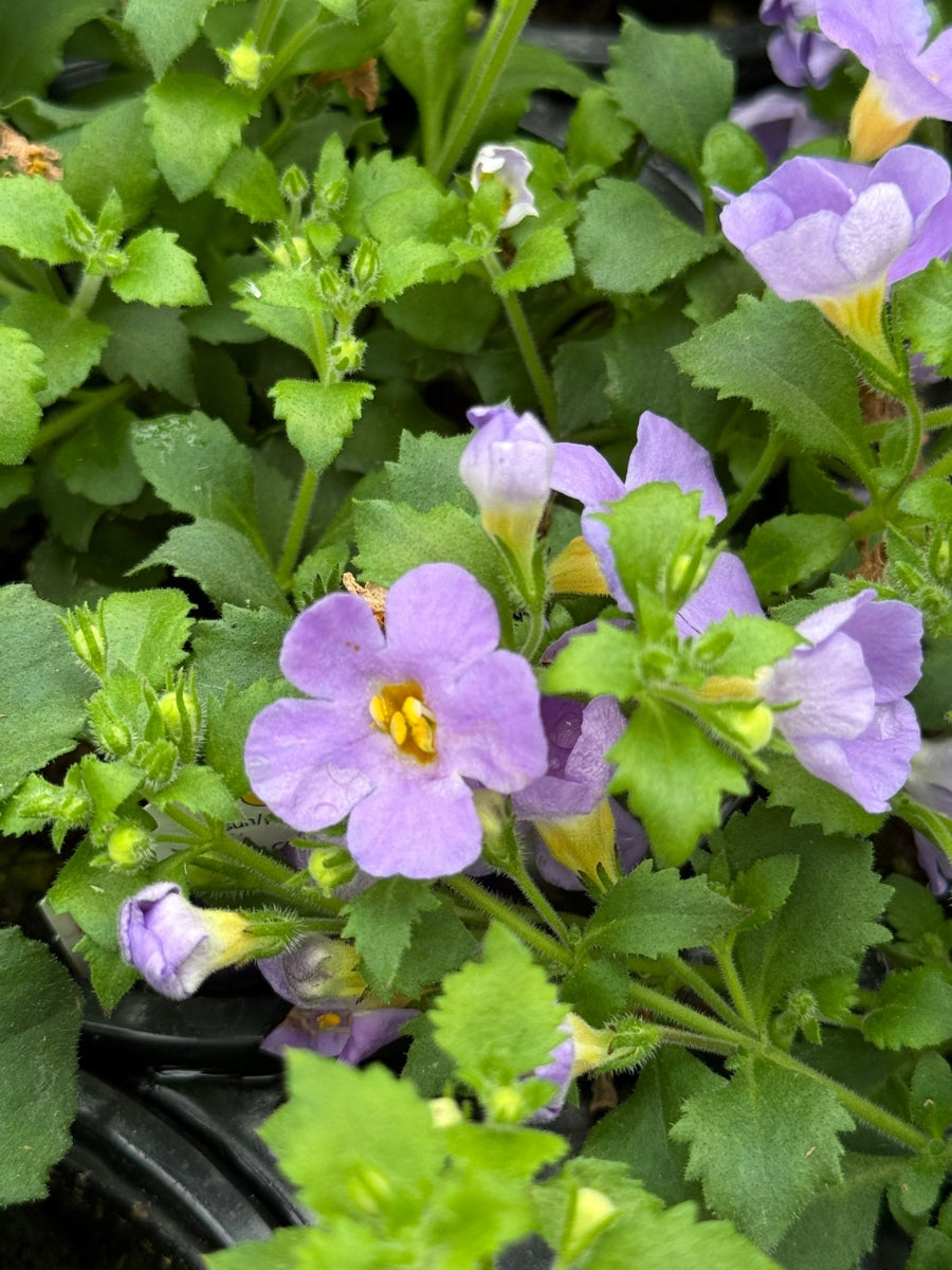 Bacopa Megacopa Blue 4” – Watson's Greenhouse