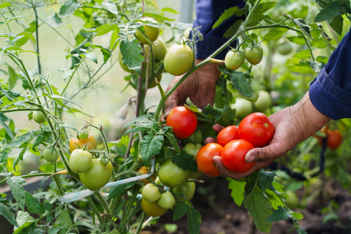 Tomato'rama – Watson's Greenhouse