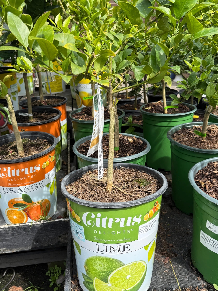 Citrus Bearss Lime 5G