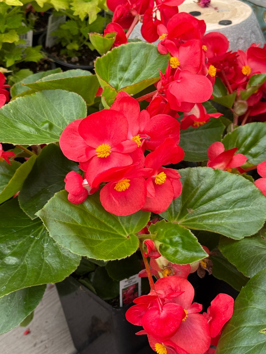 Whopper Begonia Green Leaf ‘Red’ 1G