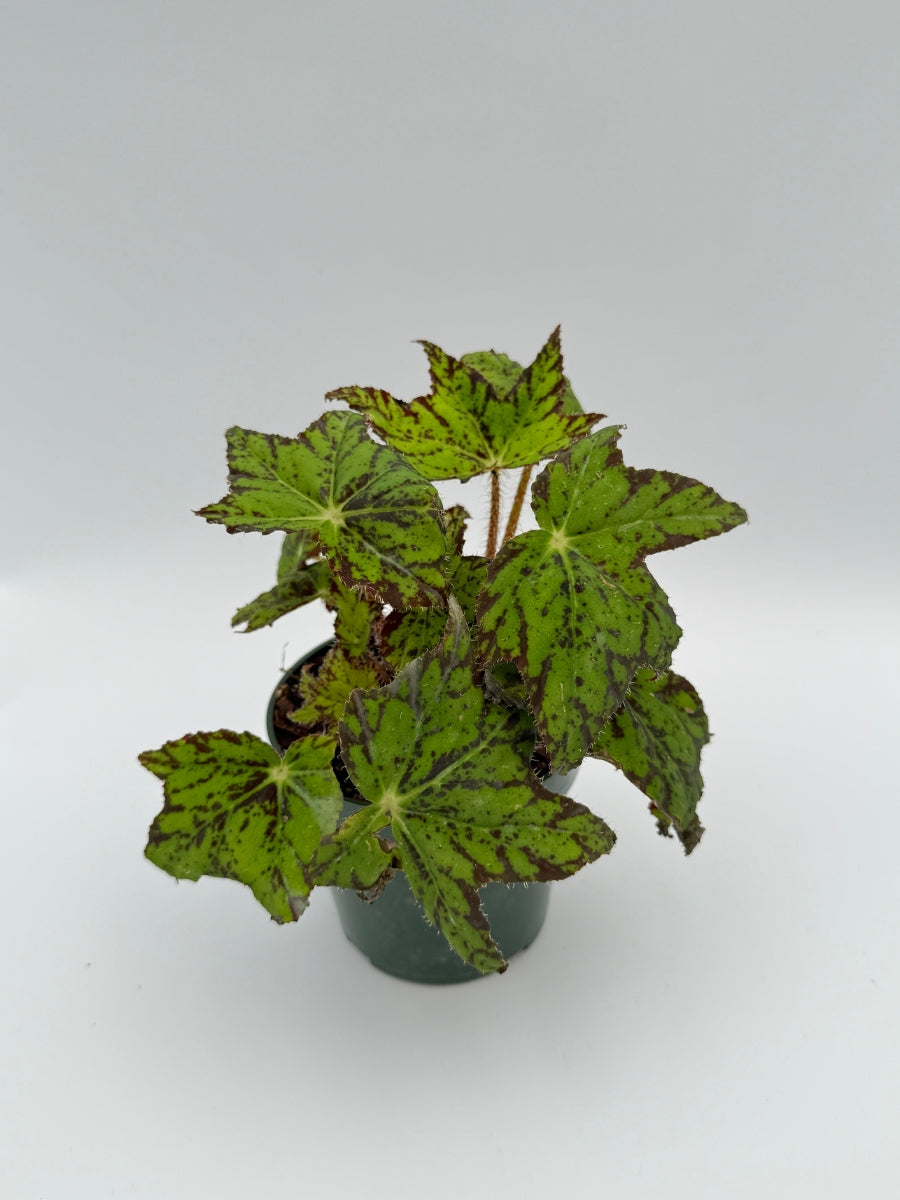 Begonia 'Geometry' 4''