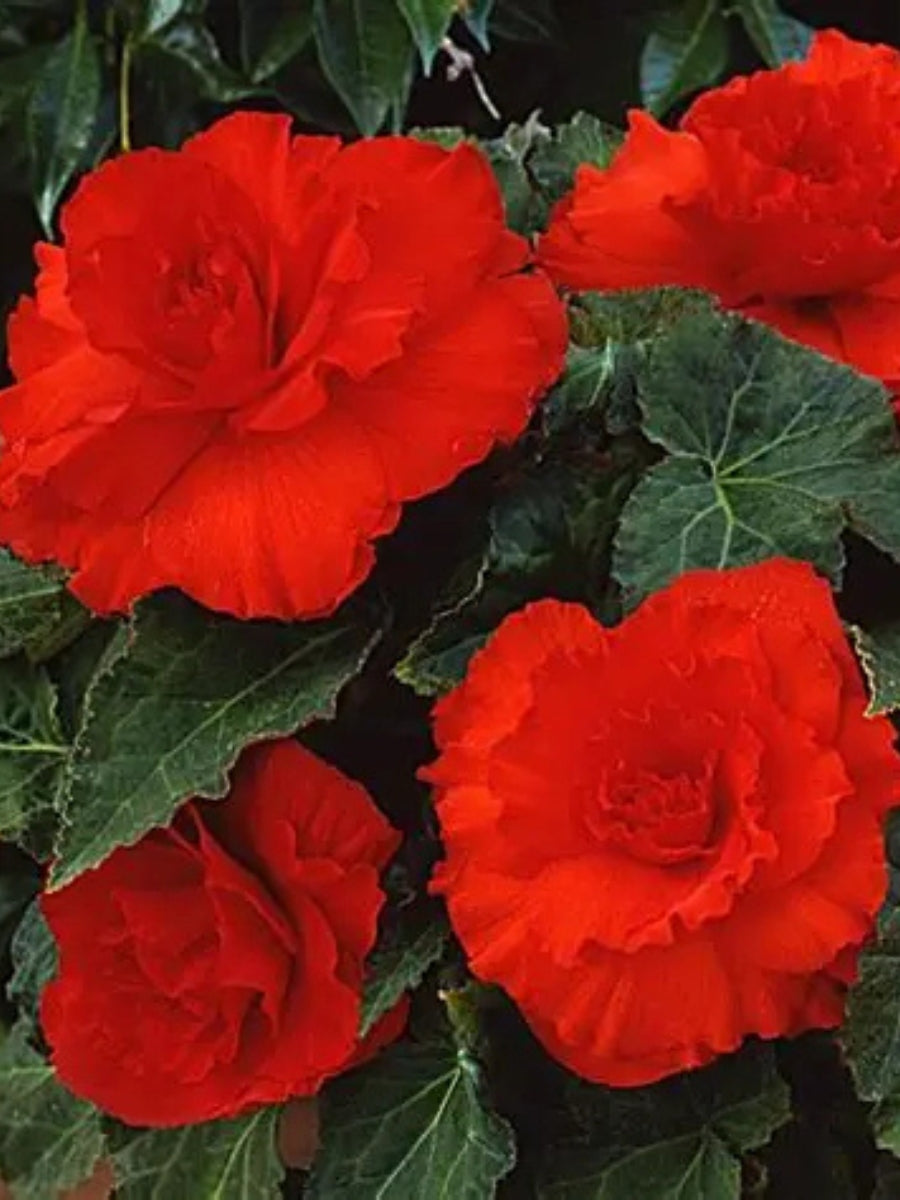 Begonia Nonstop® Red 4"