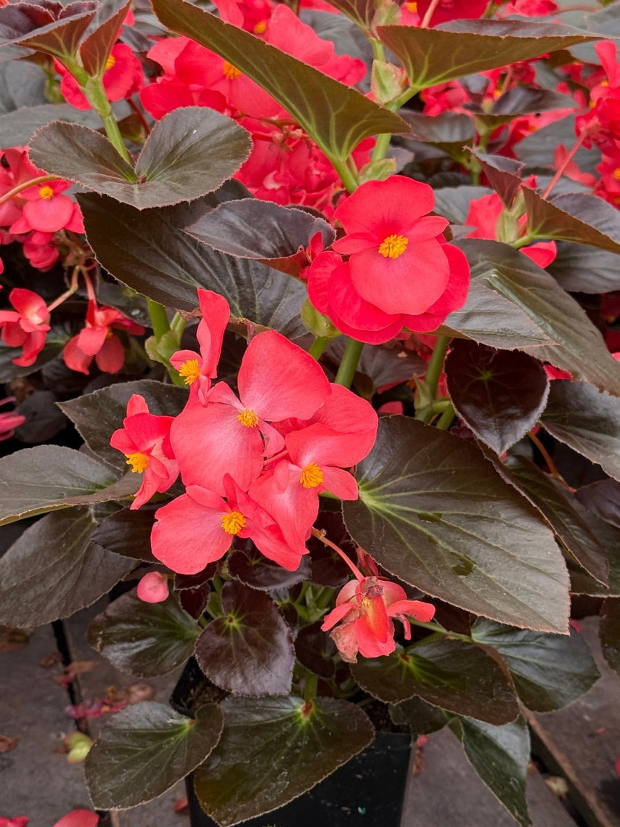 Begonia 'Big Red Bronze' 1G