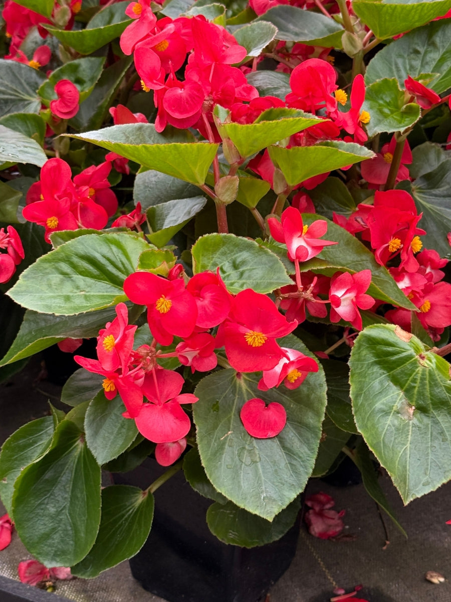 Begonia 'Big Red Green' 1G