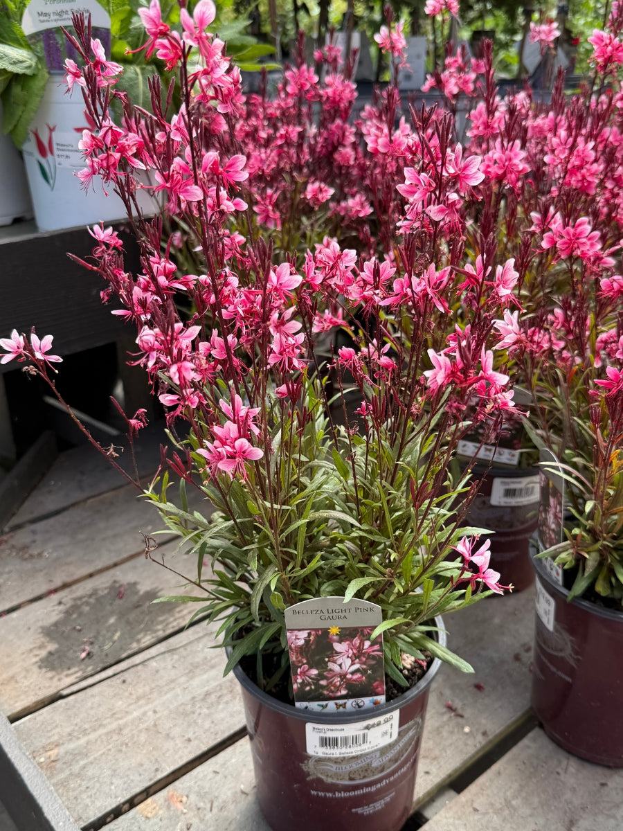 Gaura 'Belleza Light Pink' 1G