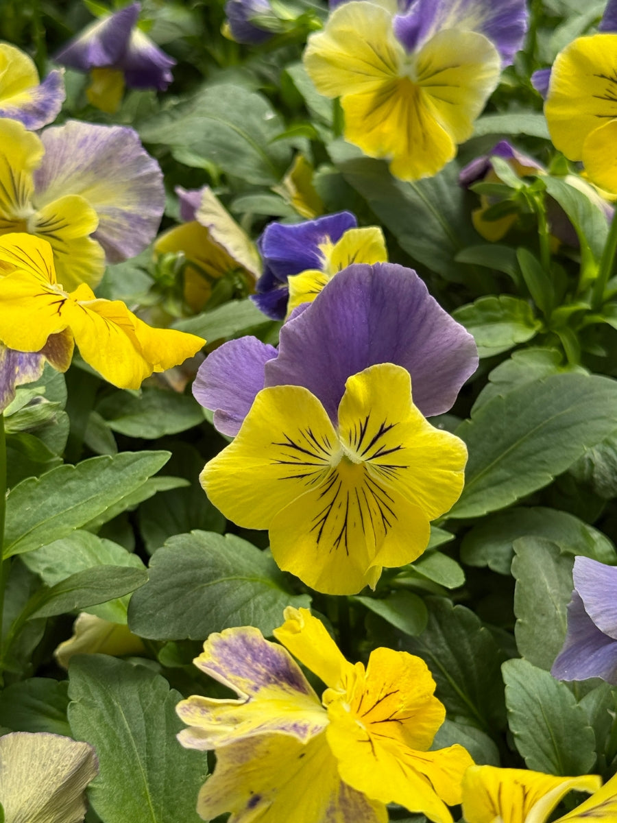 Pansies