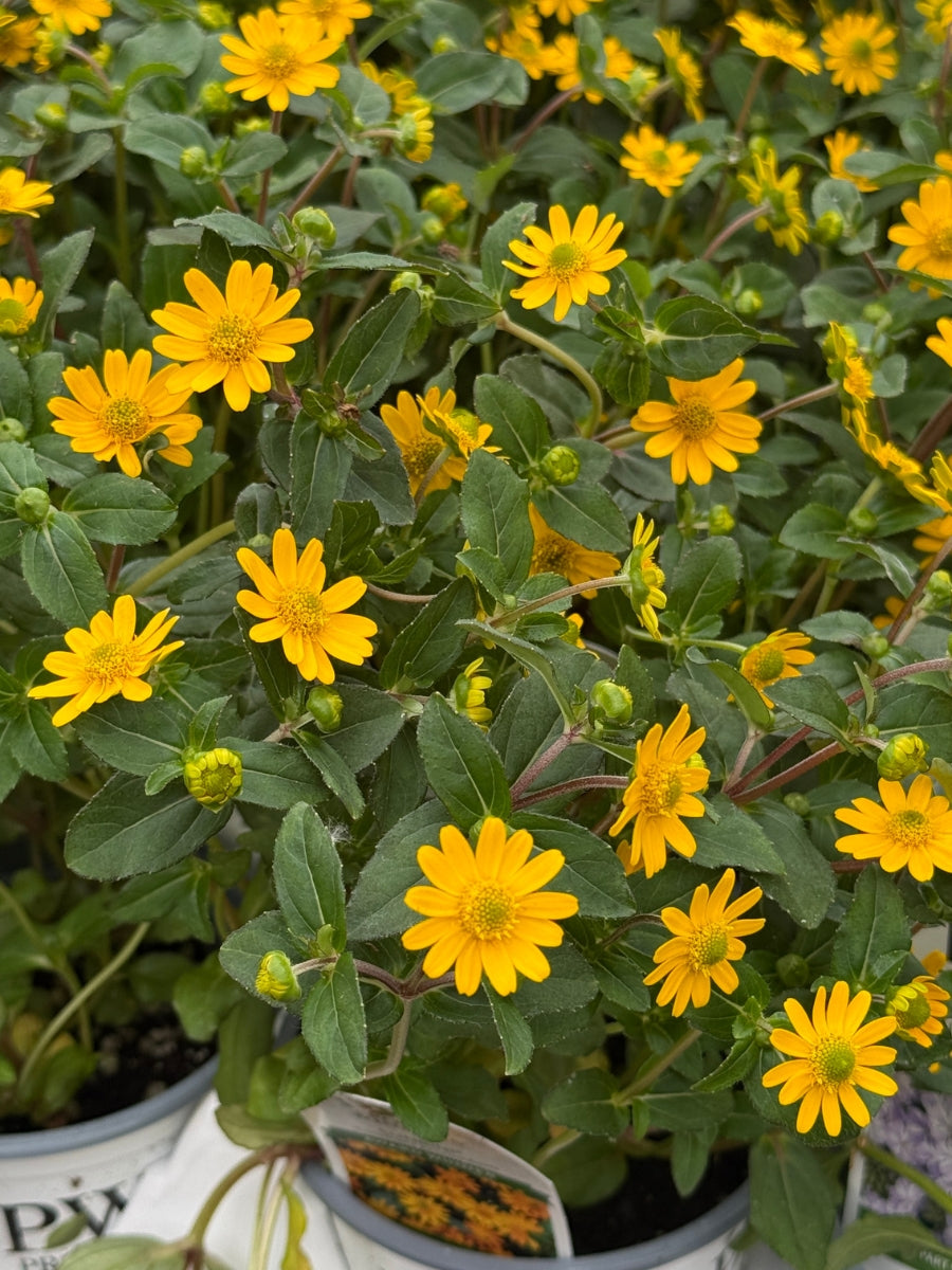 Proven Winners Bidens 'Suncredible Yellow' 4.5''