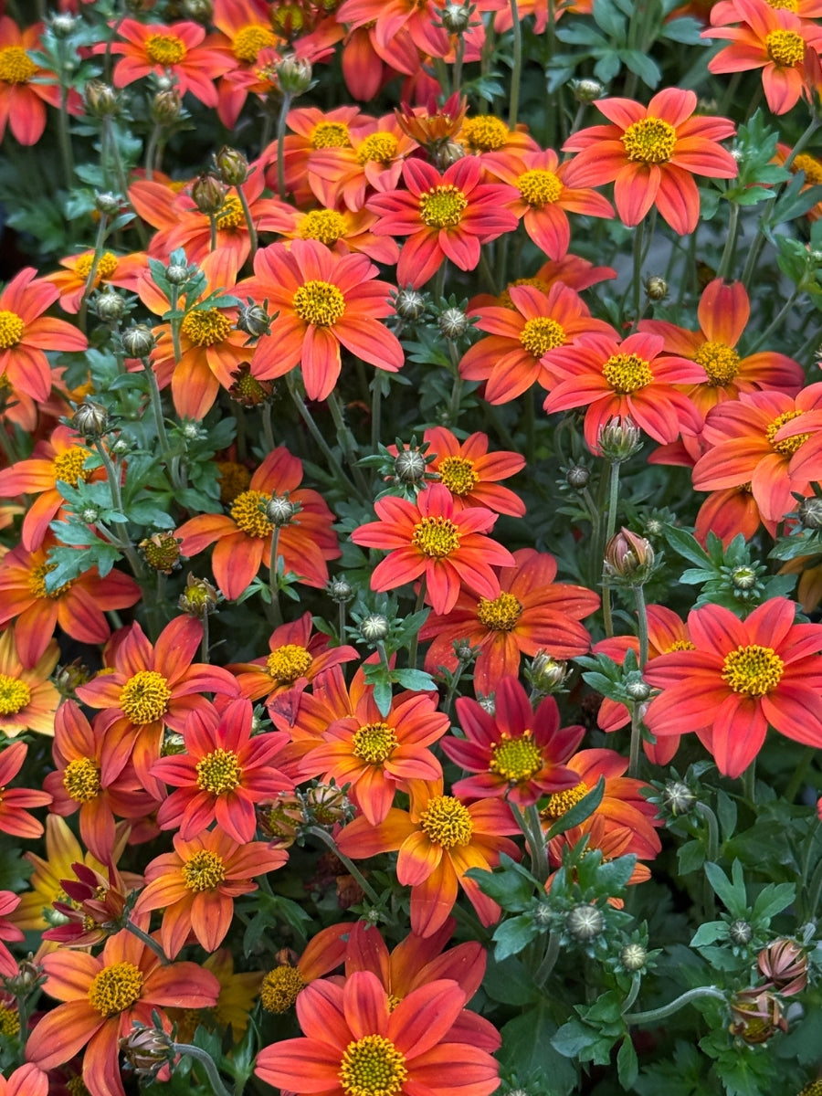 Proven Winners Bidens 'Campfire Flame' 4.5''