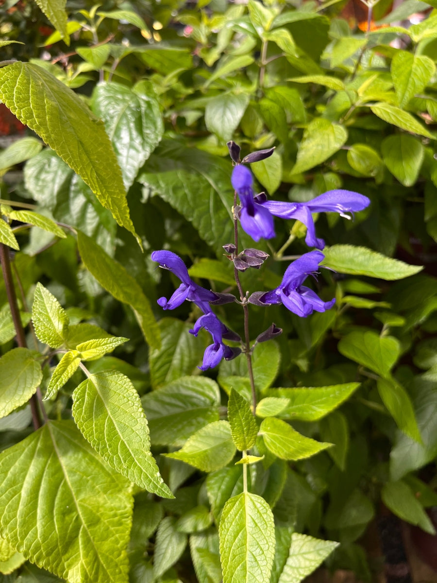 Salvia 'Black and Blue' 1G
