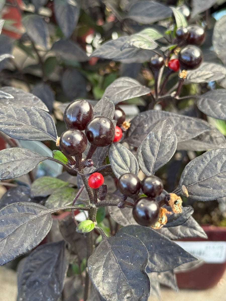 Ornamental Pepper 'Black Pearl Showy' 4''