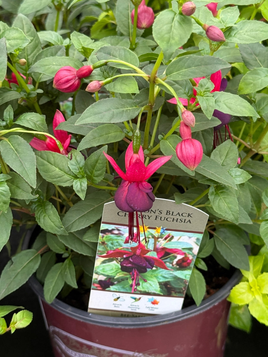 Debron's Black Cherry Hardy Fuchsia 1G