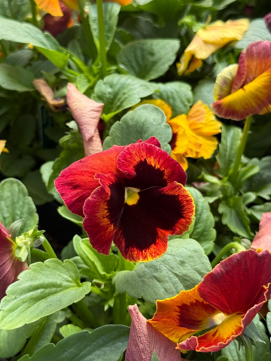 Pansies